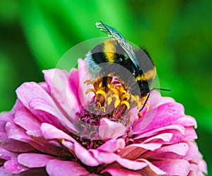 A bumblebee sits on a pink zinnia flower.The background is blurry.