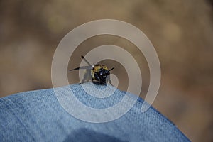 A bumblebee sits on a tourist's knee. Puerto Iguazu, Argentina photo