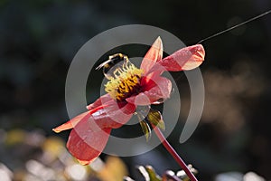 Bumblebee sitting on the bright red dahlia flower