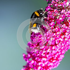 Bumblebee sitting on flowering pink butterflybush - Buddleja davidii - in garden.