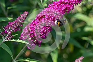 Bumblebee sitting on flowering pink butterflybush - Buddleja davidii - in garden.