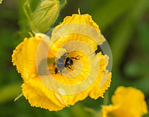 Bumblebee sitting on on yellow pumpkin flower and colecting polle.