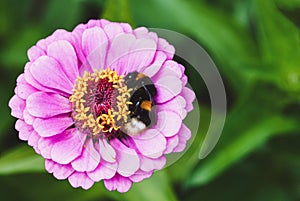 Bumblebee sleeping on pink zinnia flower, Bombus hortorum having rest