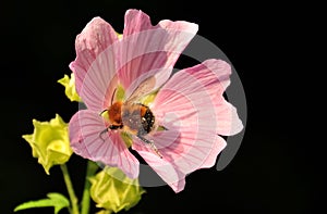 Bumblebee splotchy with pollen on pink wildflower isolated on black background.