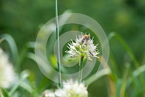 Bumblebee on Spring Garden. Red-tailed black bumblebee collecting pollen from spring onion flower