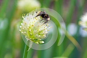 Bumblebee on Spring Garden. Red-tailed black bumblebee collecting pollen from spring onion flower