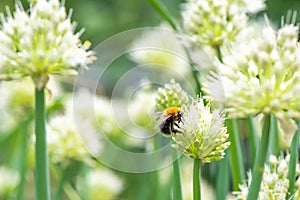 Bumblebee on Spring Onion. Red-tailed black bumblebee collecting pollen from onion flower