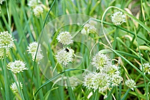 Bumblebee on Spring Onion. Red-tailed black bumblebee collecting pollen from spring onion flower