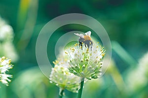 Bumblebee on Spring Onion. Red-tailed black bumblebee collecting pollen from spring onion flower