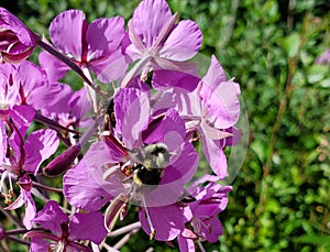 Bumblebee Springtime Pollination