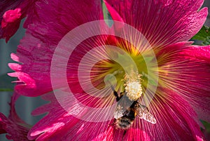 A bumblebee at a stamen of blooming red hollyhock