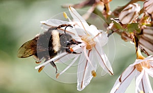 Bumblebee licking pollen on a flower