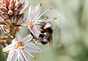 Bumblebee licking pollen on a flower side