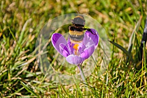 Bumblebee starting from a crocus in spring