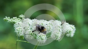 The Bumblebee sucks nectar