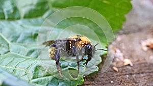 Bumblebee suffers from parasites. Ixodid Ticks stuck to the body of a bumblebee and suck its blood