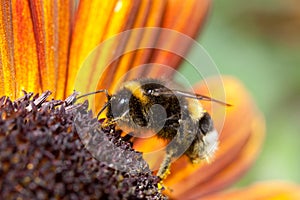 Bumblebee on sunflower