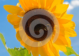 Bumblebee on sunflower against serene blue sky