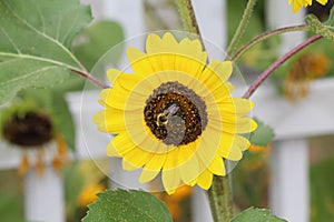 Bumblebee sunflower