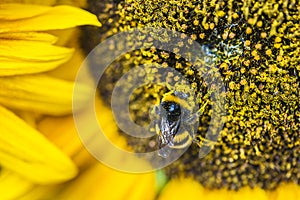 Bumblebee on a sunflower