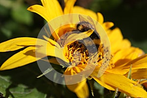 Bumblebee sunflower close