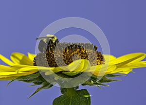 Bumblebee on sunflower