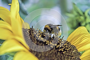 Bumblebee on a sunflower