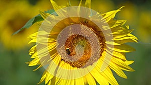 Bumblebee on a Sunflower flower head. Hertfordshire. UK