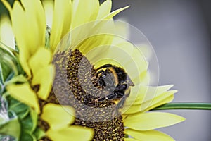 Bumblebee on a sunflower