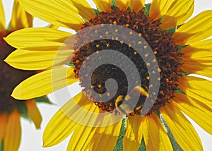 Bumblebee on a Sunflower