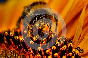 Bumblebee On Sunflower