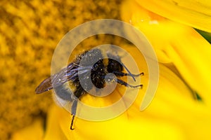 Bumblebee on sunflower macro