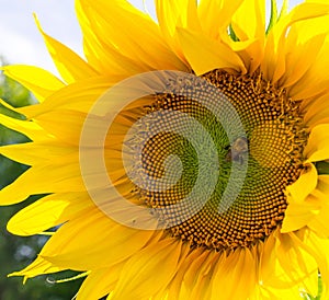 Bumblebee on the sunflower. nature, wildlife.