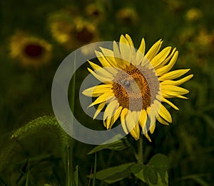 Bumblebee on Sunflower