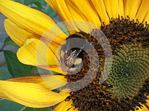 Bumblebee on sunflower