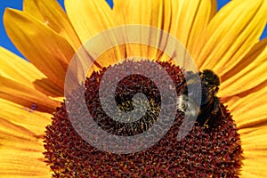 Bumblebee on sunny sunflower closeup