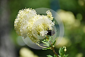 Bumblebee on Thalictrum Lucidum flower.