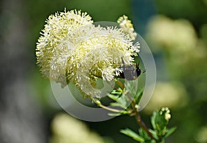 Bumblebee on Thalictrum Lucidum flower.