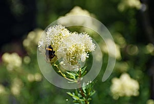 Bumblebee on Thalictrum Lucidum flower.