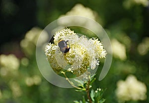 Bumblebee on Thalictrum Lucidum flower.