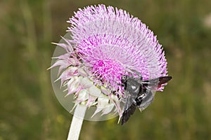 Bumblebee on Thistle Flower 01