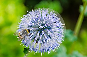 Bumblebee on the thistle flower