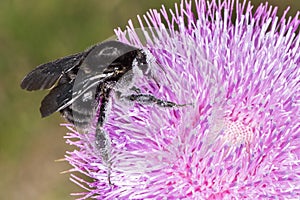 Bumblebee on Thistle Flower 04