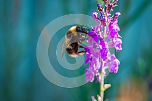 Bumblebee on tiny delicate flowers of Salvia