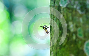 Bumblebee on tree with green and bokeh background.