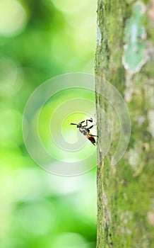 Bumblebee on tree with green and bokeh background.