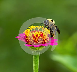 Vibrantly pink miniature Zinnia attracts Bumblebee