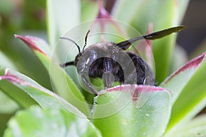 Bumblebee Violet carpenter bee, Xylocopa violacea