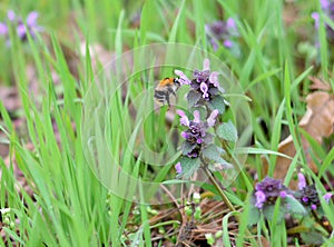 Bumblebee on violet dead nettle