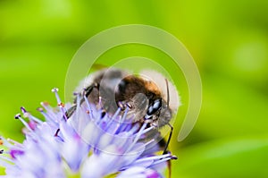 Bumblebee visiting flowers and collecting pollen close up pollination